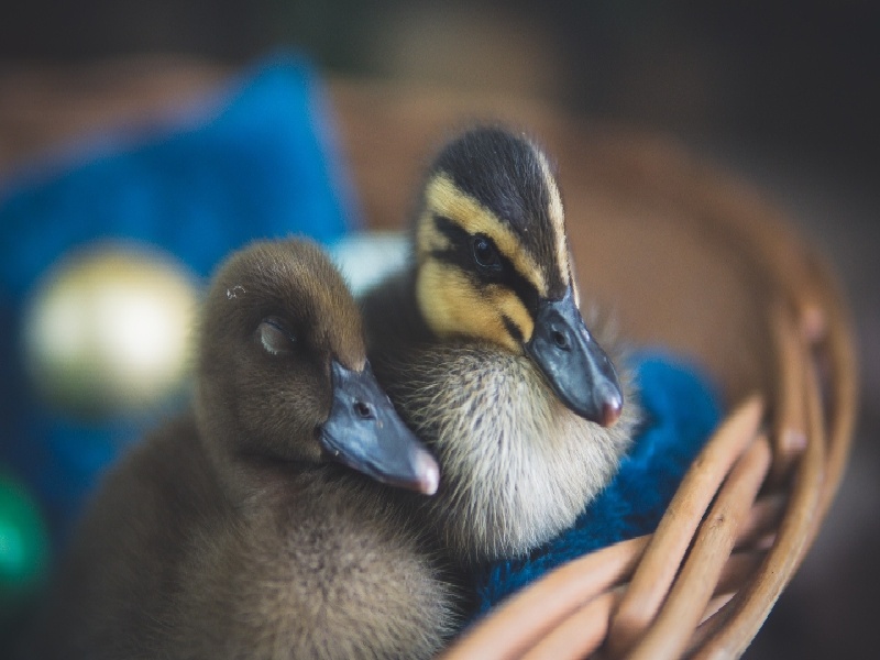 怎样正确振动试管废弃试管粉碎装置做试管要做胸透